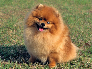 Pomeranijos špicas