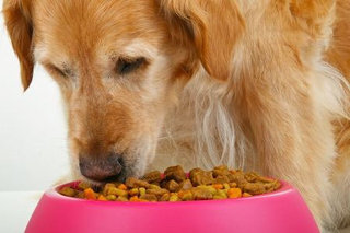 Sausas šunų maistas - tinkamai subalansuotas.