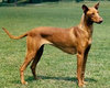 Faraonų šuo – tai paslaptingas, protingas, nepriklausomas, aktyvus ir puikus kompanionas jūsų šeimoje!