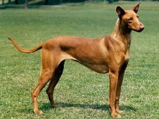 Faraonų šuo – tai paslaptingas, protingas, nepriklausomas, aktyvus ir puikus kompanionas jūsų šeimoje!