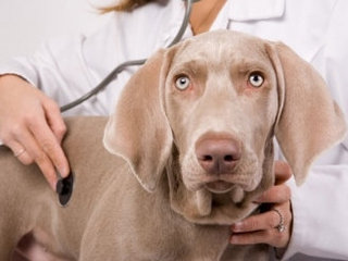 Lankytis pas veterinarą reikia reguliariai, net jei šuniukas auga sveikas ir stiprus.