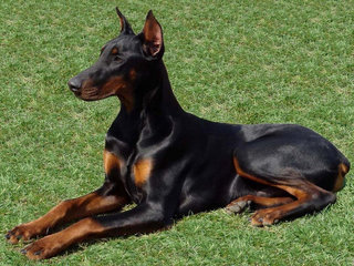 Dobermanas - aktyvus ir žaismingas.