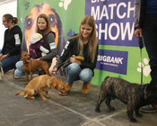 Renginys „Bigbank Match Show“