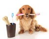 Šuns dantų priežiūra - viena iš šeimininko pareigų.
